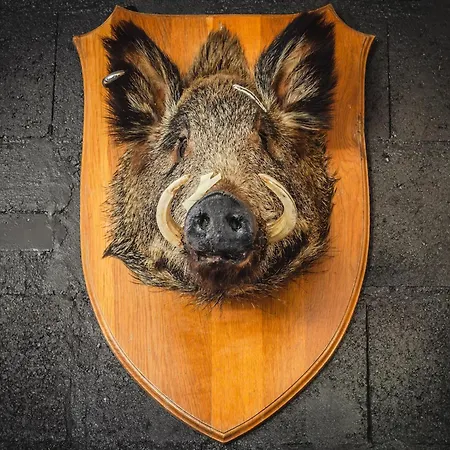 Premium In With Garden Appartement